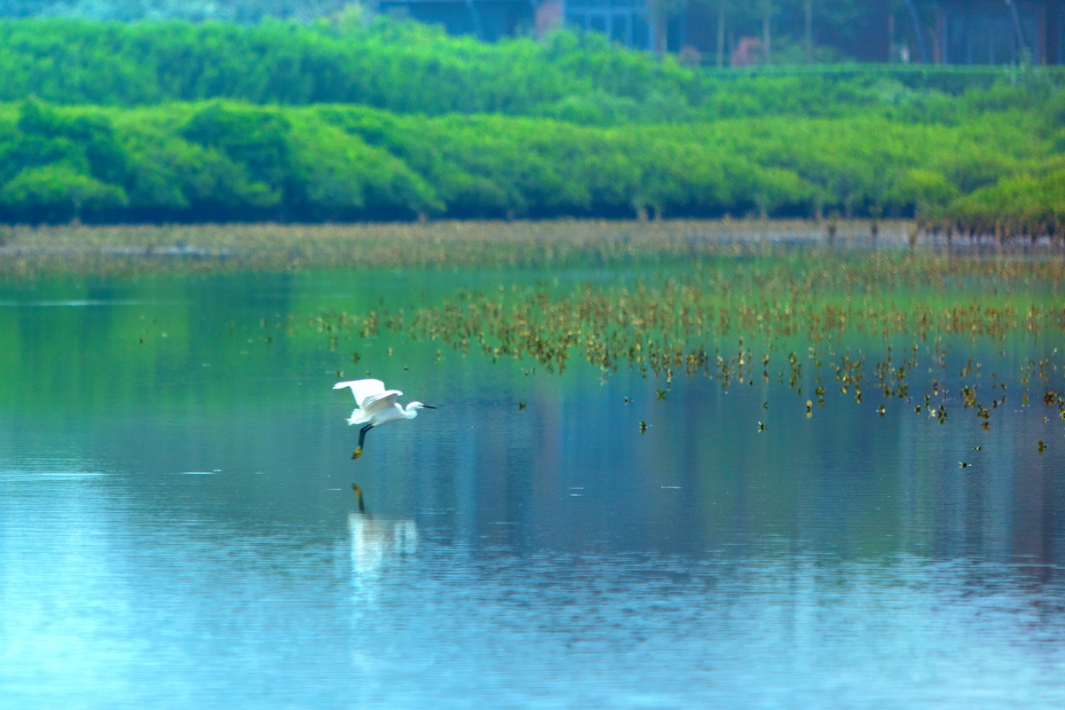 红树林公园实景图